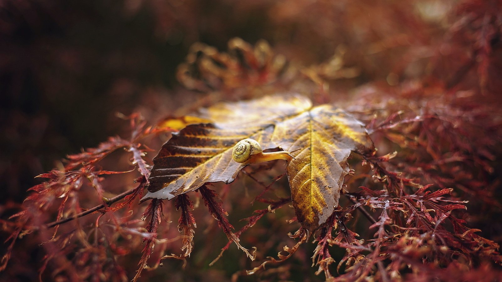 Обои природа, растения, макро, фон, осень, лист, улитка, nature, plants, macro, background, autumn, sheet, snail разрешение 1999x1230 Загрузить