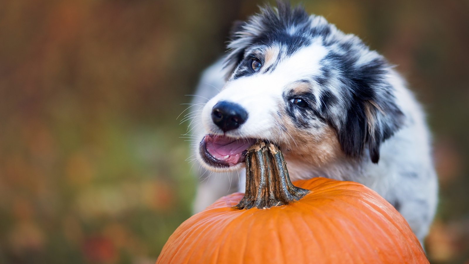 Обои собака, тыква, австралийская овчарка, аусси, dog, pumpkin, australian shepherd, aussie разрешение 2048x1365 Загрузить