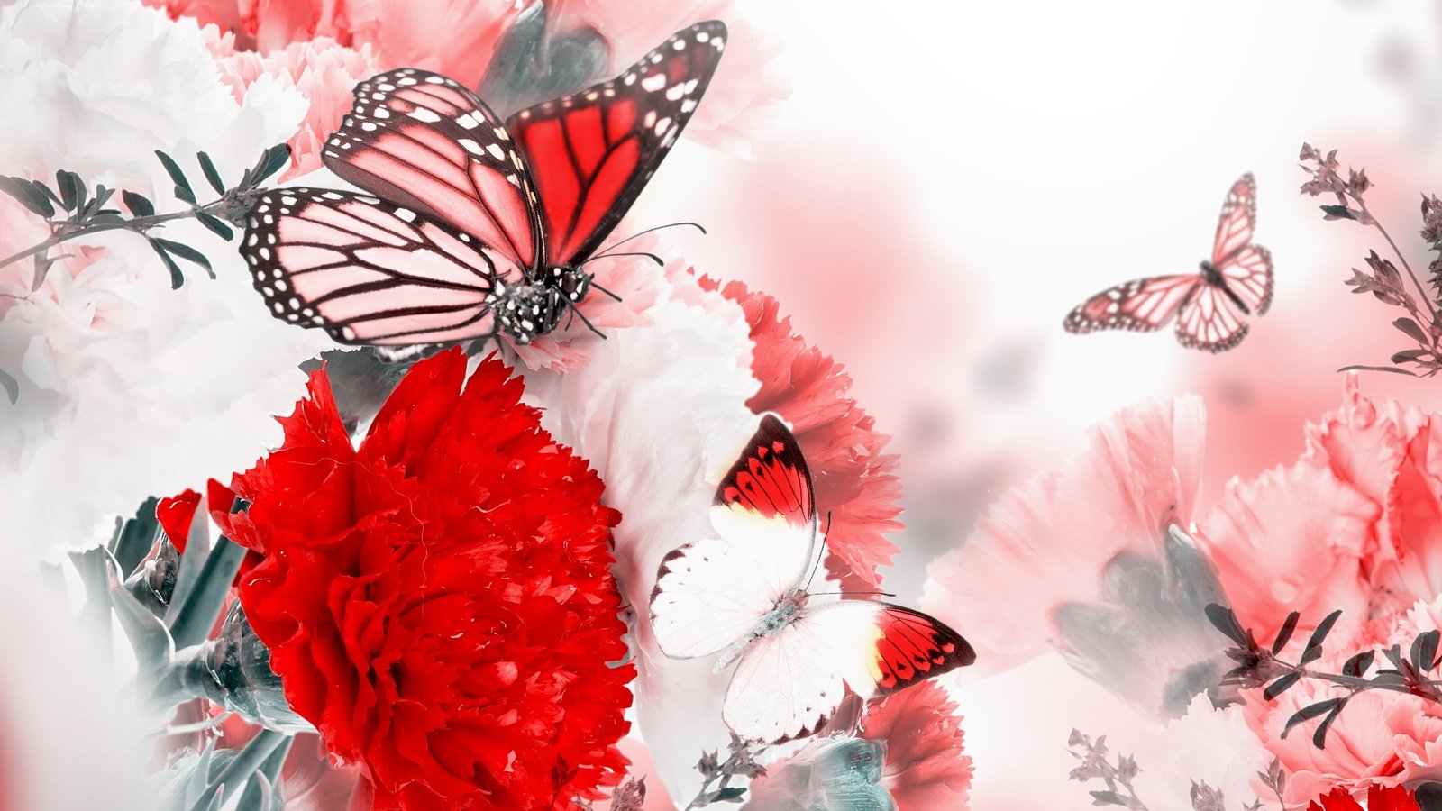 Обои цветы, цветение, бабочки, гвоздика,  цветы, blossom, веточки, butterflies, ветками, flowers, flowering, butterfly, carnation, twigs, branches разрешение 4000x3213 Загрузить