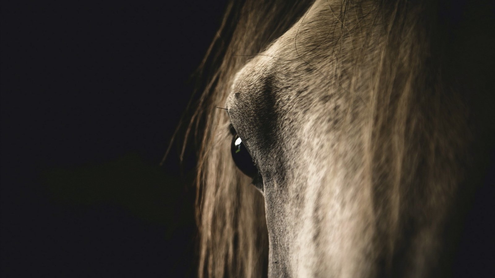 Обои морда, лошадь, макро, конь, face, horse, macro разрешение 1920x1200 Загрузить