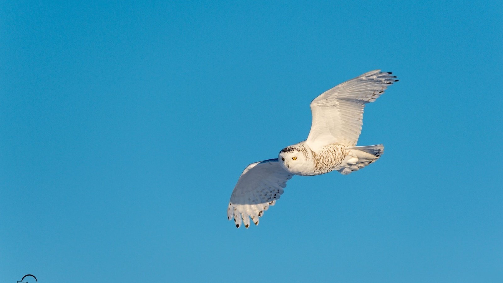 Обои небо, сова, полет, крылья, хищник, птица, полярная, the sky, owl, flight, wings, predator, bird, polar разрешение 2048x1363 Загрузить