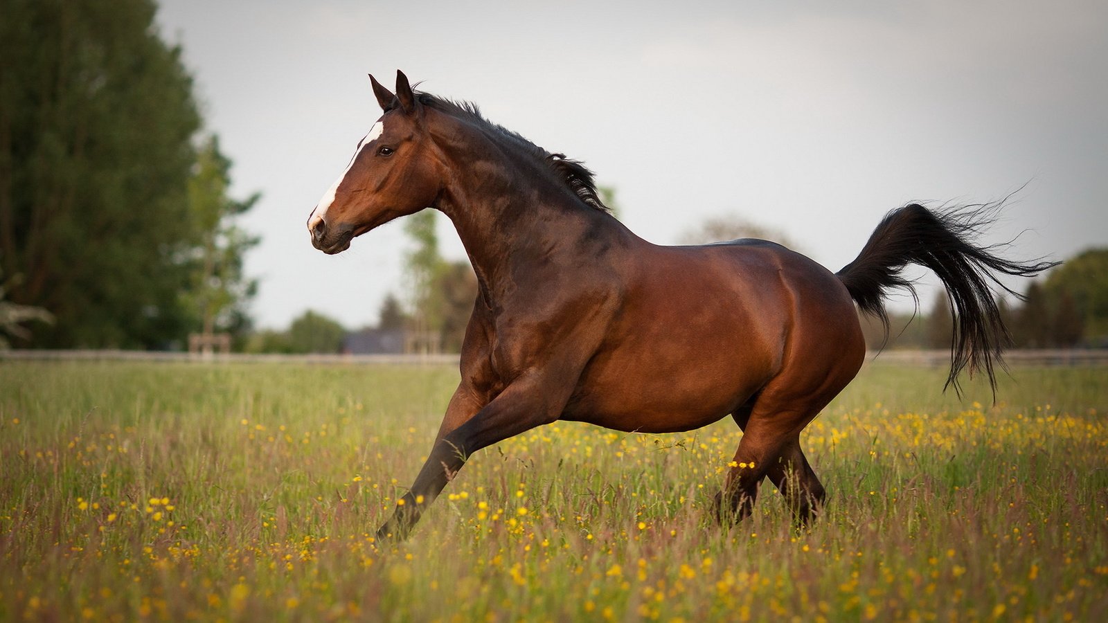 Обои лошадь, природа, лето, конь, horse, nature, summer разрешение 1920x1200 Загрузить