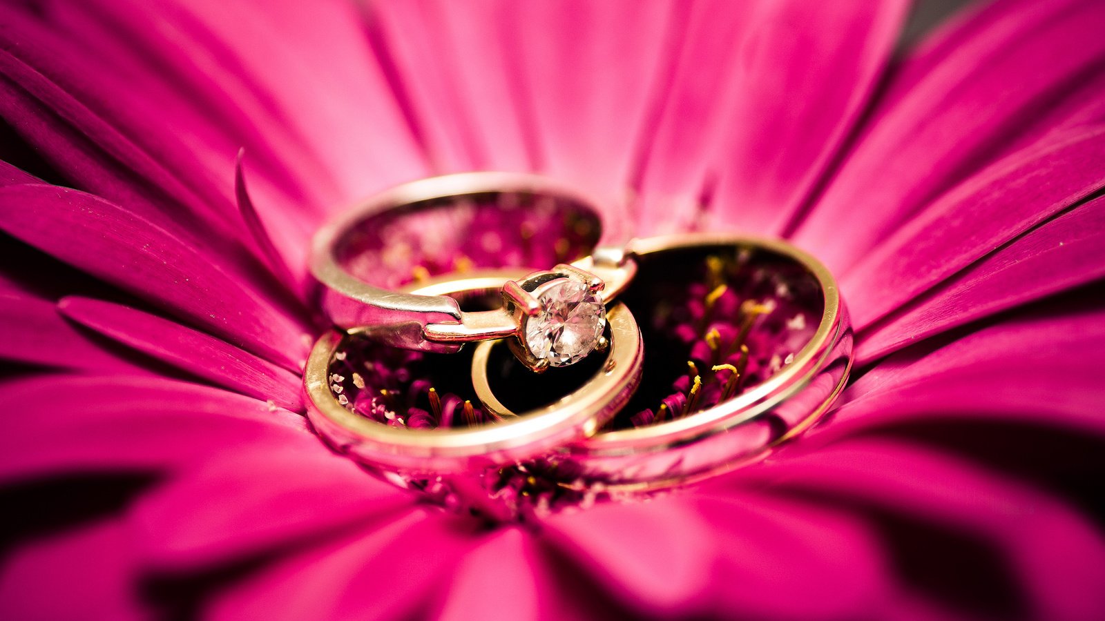 Обои цветок, камень, кольца, flower, stone, ring разрешение 2048x1356 Загрузить