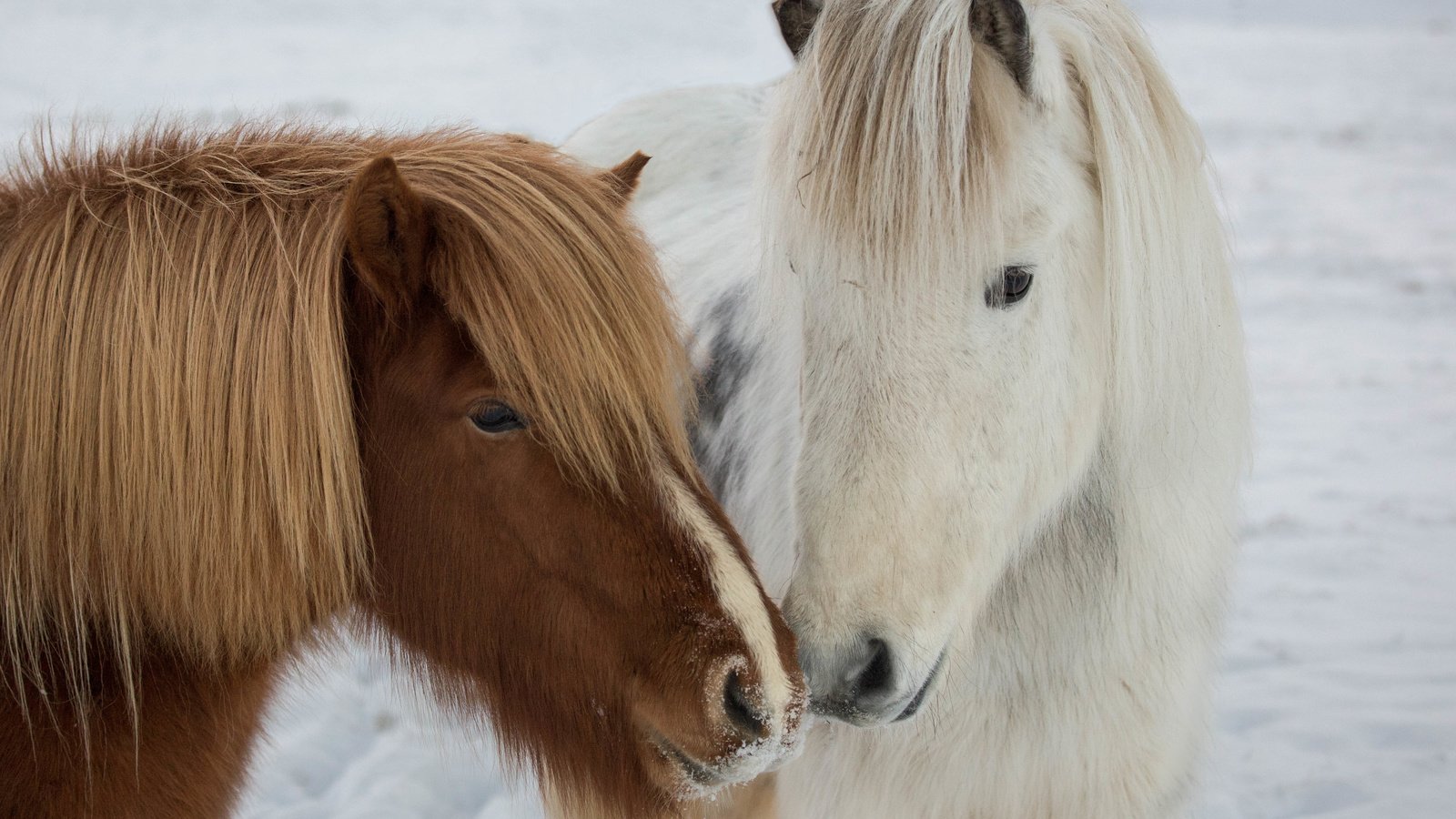 Обои природа, зима, пони, icelandic ponies, nature, winter, pony разрешение 4675x3170 Загрузить