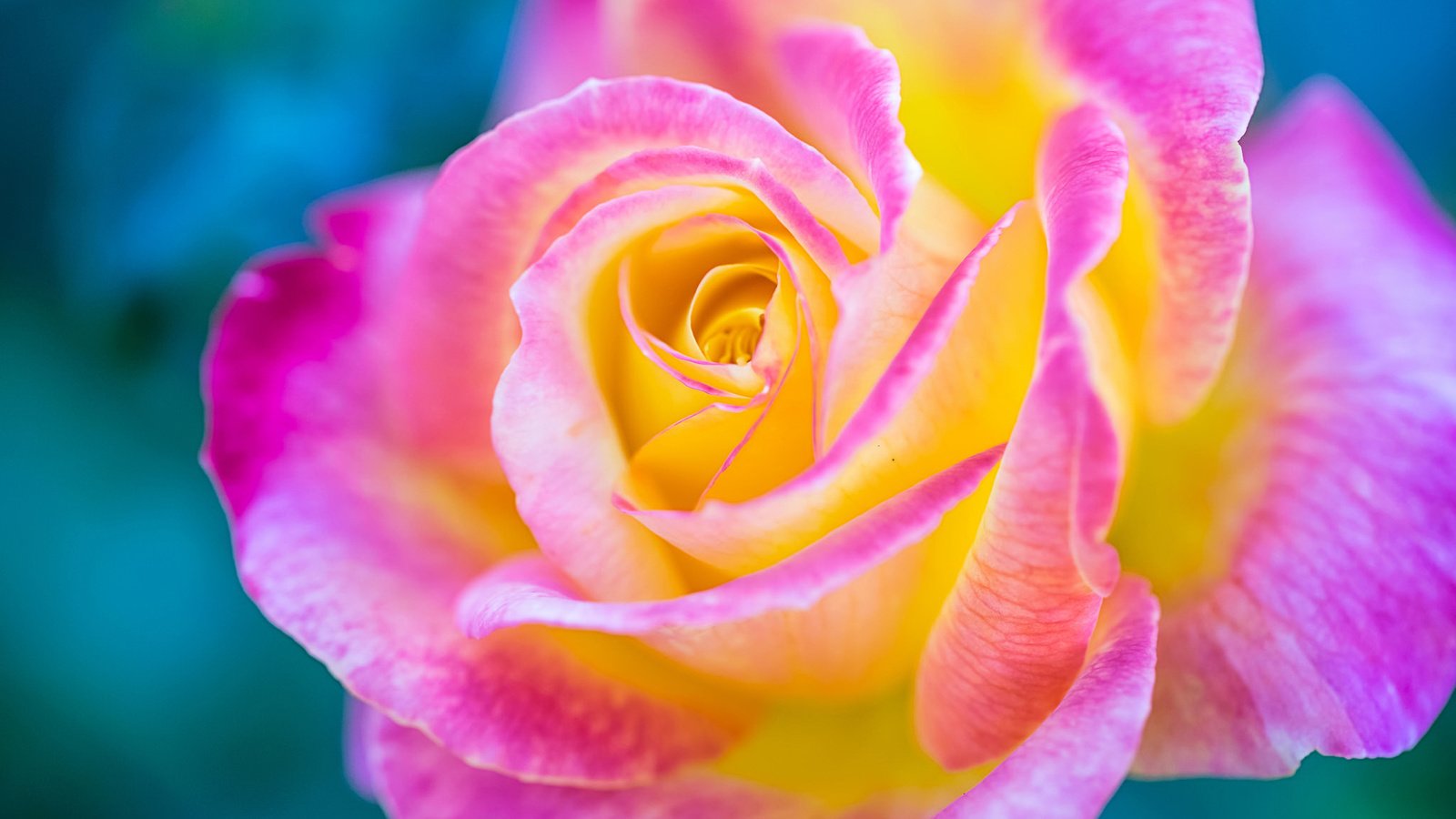 Обои макро, цветок, роза, лепестки, разноцветная, бутон, macro, flower, rose, petals, colorful, bud разрешение 2048x1152 Загрузить