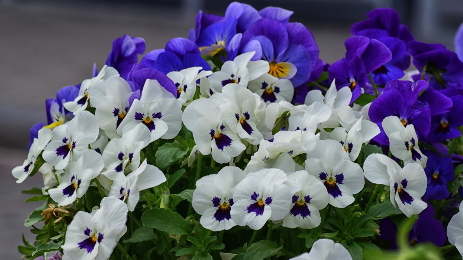 Обои цветы, лепестки, анютины глазки, фиалка, виола, flowers, petals, pansy, violet, viola разрешение 2048x1365 Загрузить