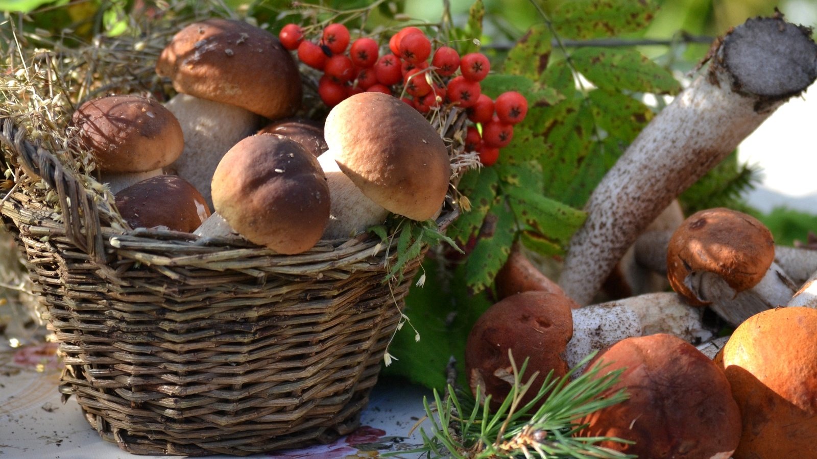 Обои грибы, корзина, рябина, боровики, mushrooms, basket, rowan разрешение 1920x1321 Загрузить