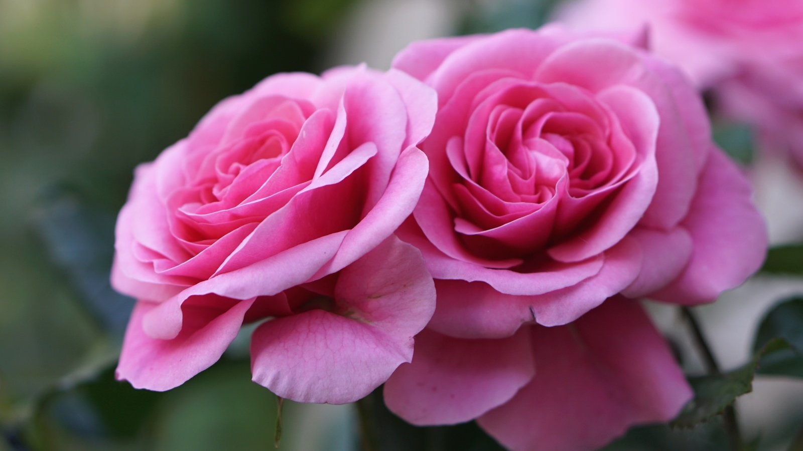 Обои цветы, бутоны, макро, розы, лепестки, розовый, flowers, buds, macro, roses, petals, pink разрешение 2400x1578 Загрузить