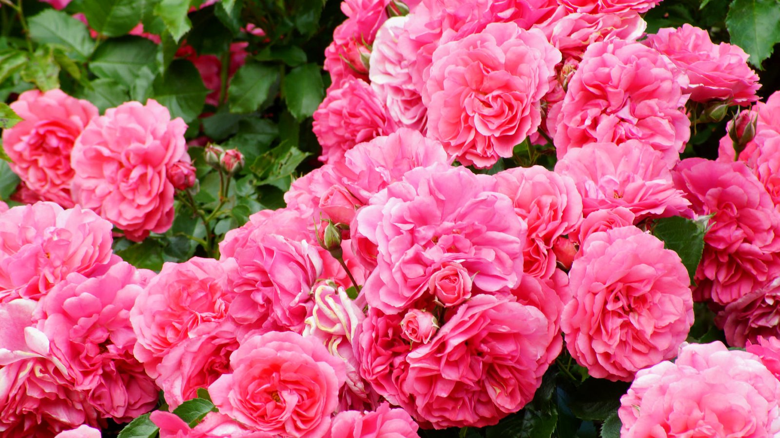 Обои розы, розовый, куст, роскошь, roses, pink, bush, luxury разрешение 2048x1365 Загрузить