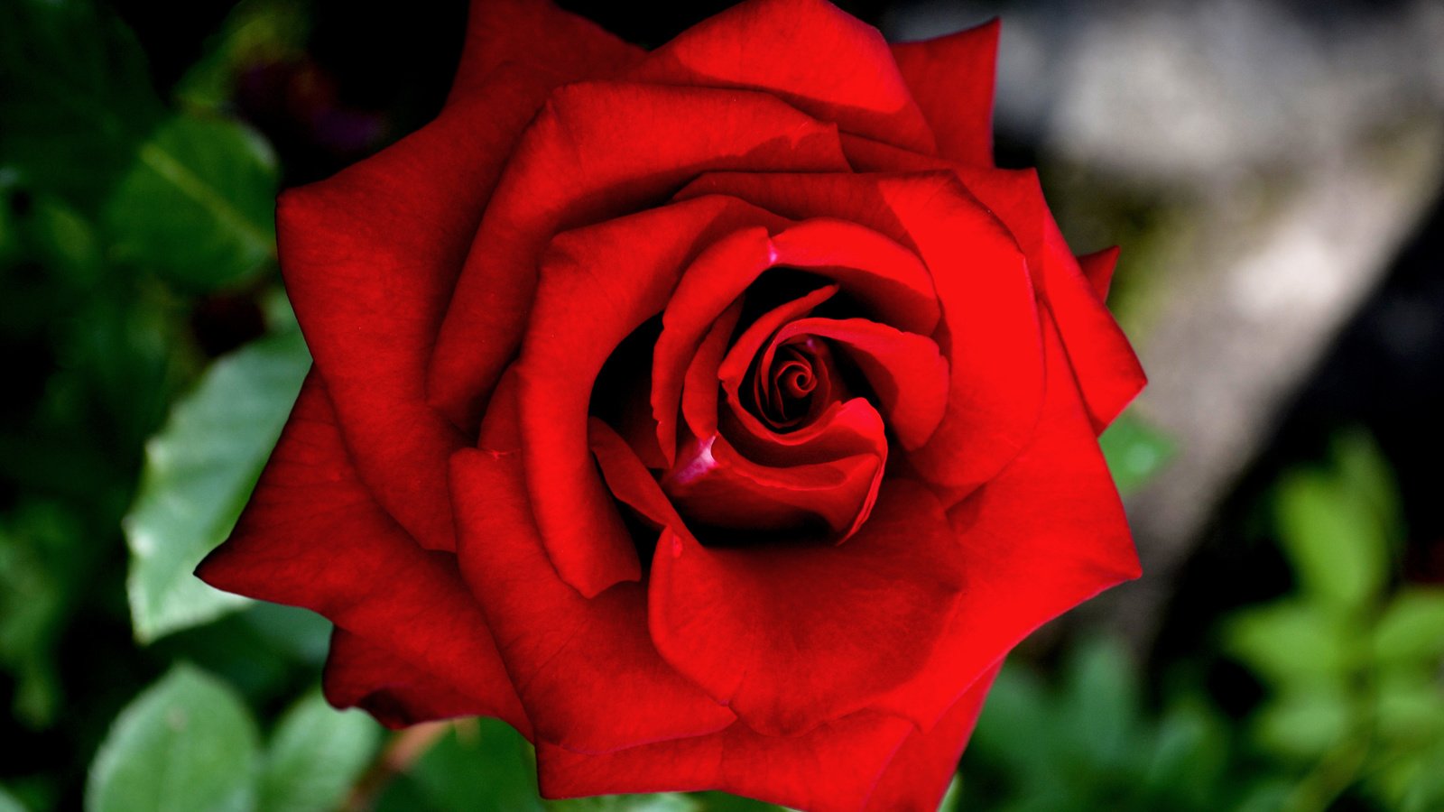 Обои цветение, макро, роза, красная, краcный, крупным планом, роз, flowering, macro, rose, red, closeup, roses разрешение 4184x2792 Загрузить