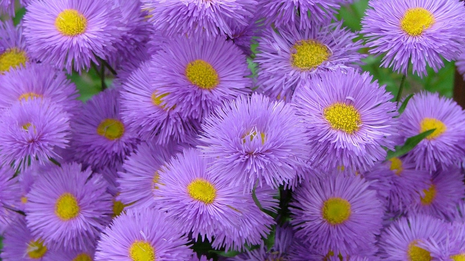 Обои цветы, астры, flowers, asters разрешение 1920x1200 Загрузить