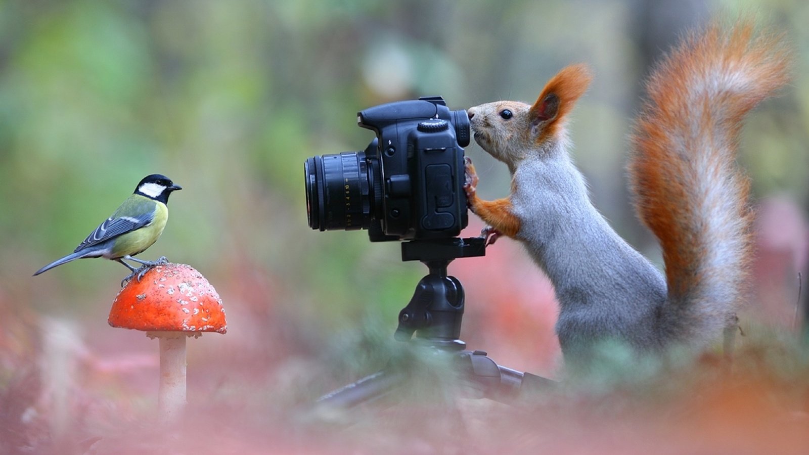 Обои поза, фотоаппарат, белка, синица, лесной фотограф, pose, the camera, protein, tit, forest photographer разрешение 1920x1080 Загрузить