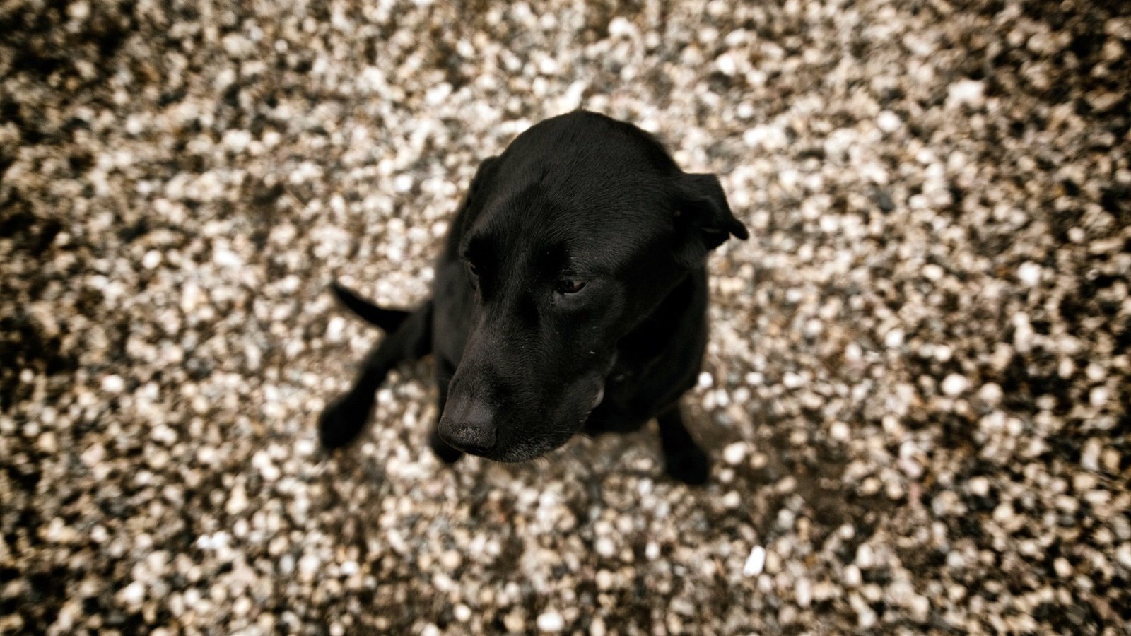 Обои взгляд, собака, друг, лабрадор ретривер, look, dog, each, labrador retriever разрешение 2048x1365 Загрузить