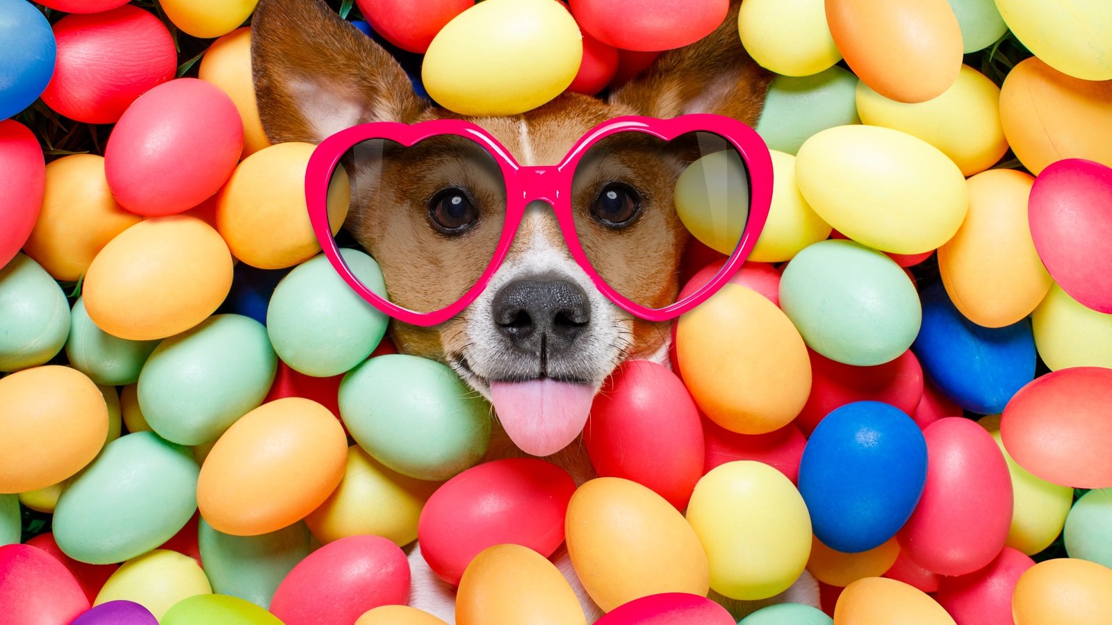 Обои очки, собака, пасха, язык, сердечки, яйца крашеные, glasses, dog, easter, language, hearts, the painted eggs разрешение 6720x4480 Загрузить