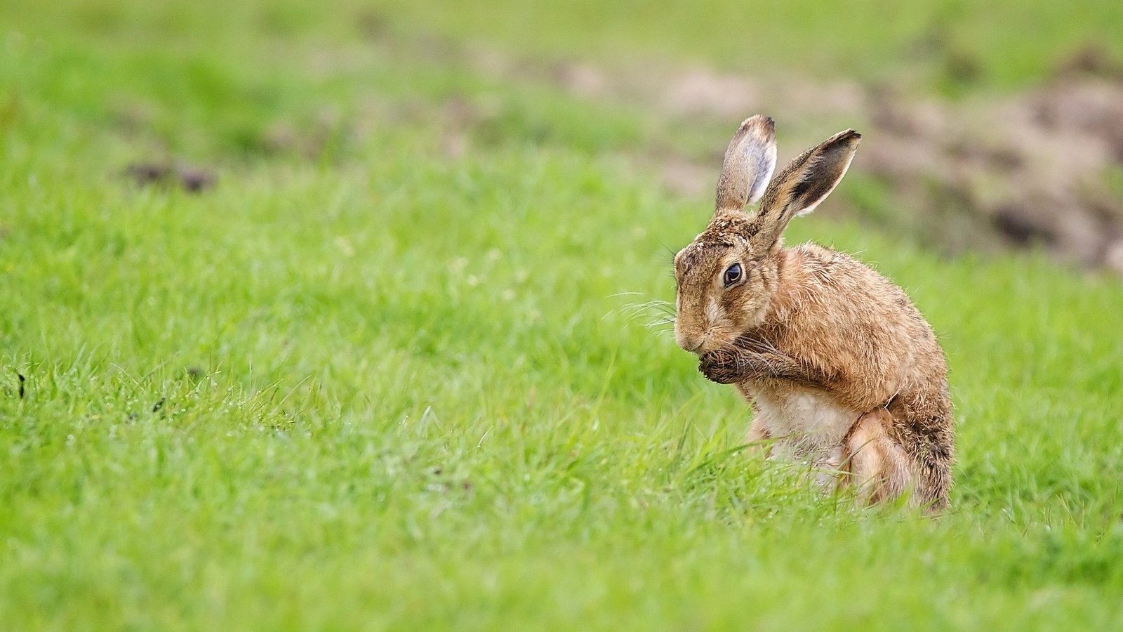 Обои трава, поле, лето, кролик, заяц, grass, field, summer, rabbit, hare разрешение 2048x1366 Загрузить