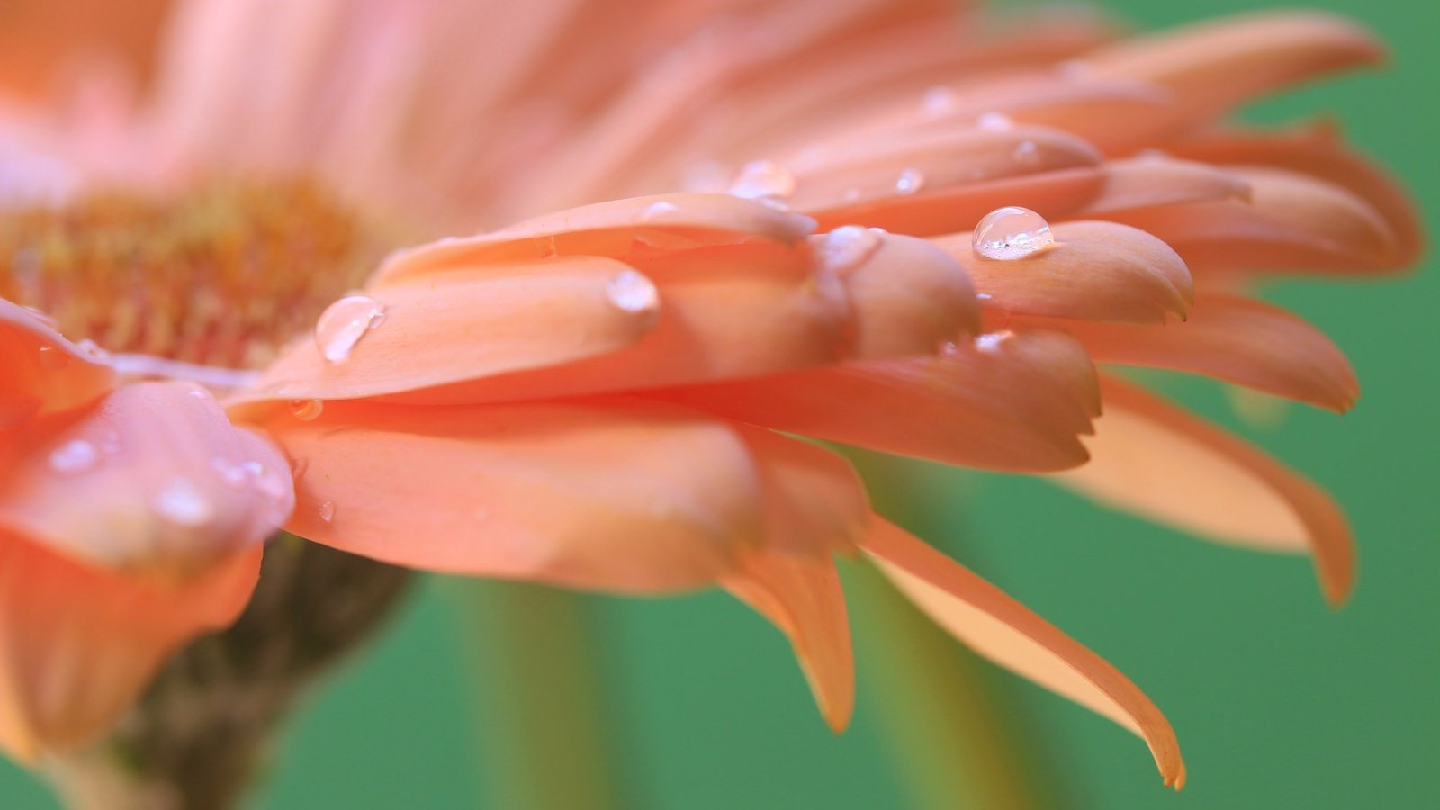 Обои цветок, капли, лепестки, гербера, flower, drops, petals, gerbera разрешение 2048x1365 Загрузить