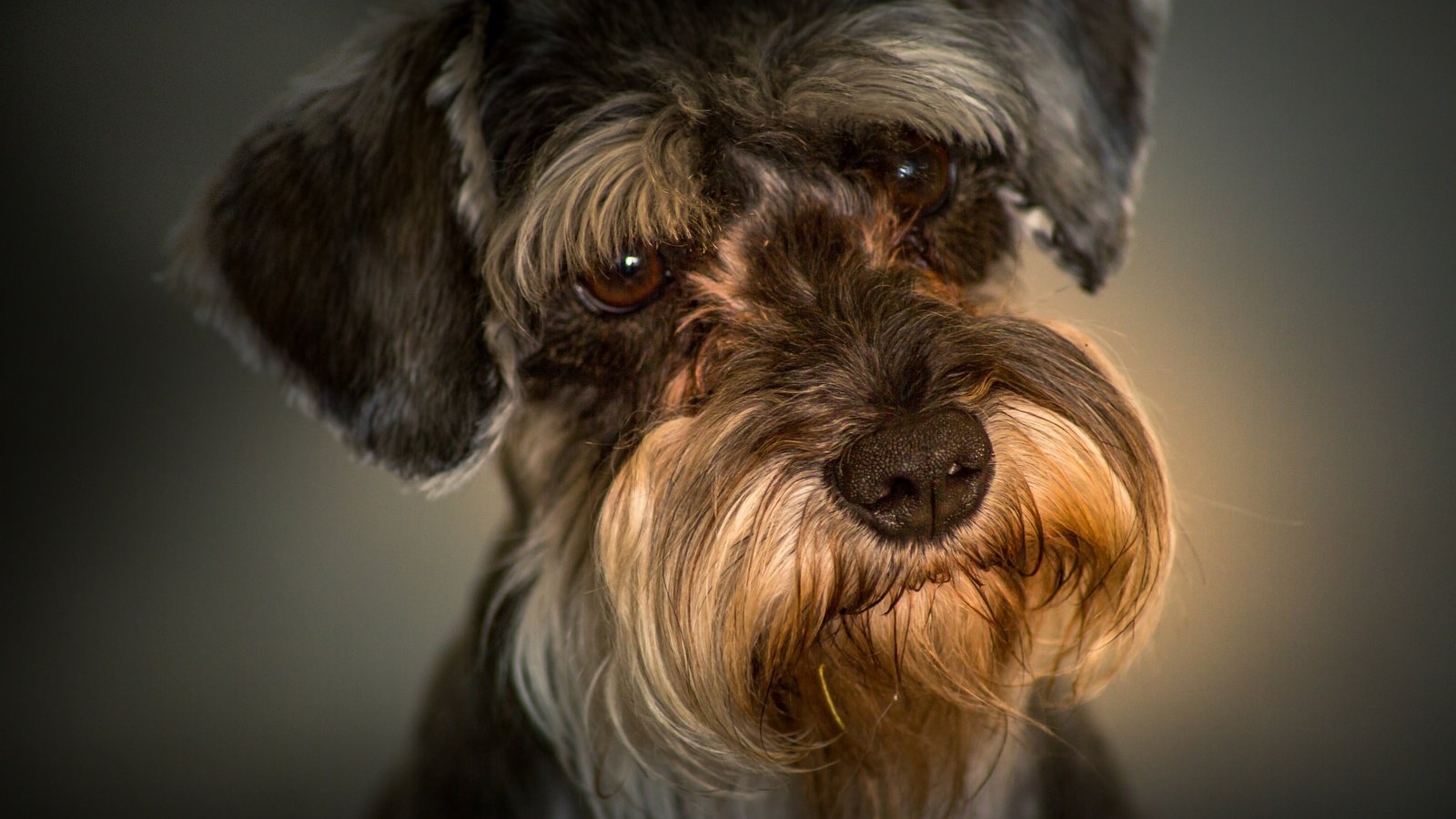 Обои портрет, взгляд, собака, мордашка, цвергшнауцер, portrait, look, dog, face, the miniature schnauzer разрешение 2048x1365 Загрузить