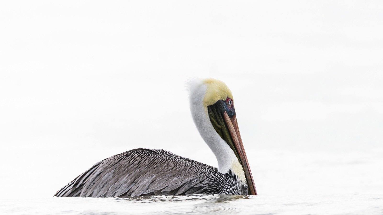 Обои вода, природа, птица, пеликан, water, nature, bird, pelican разрешение 2400x1503 Загрузить