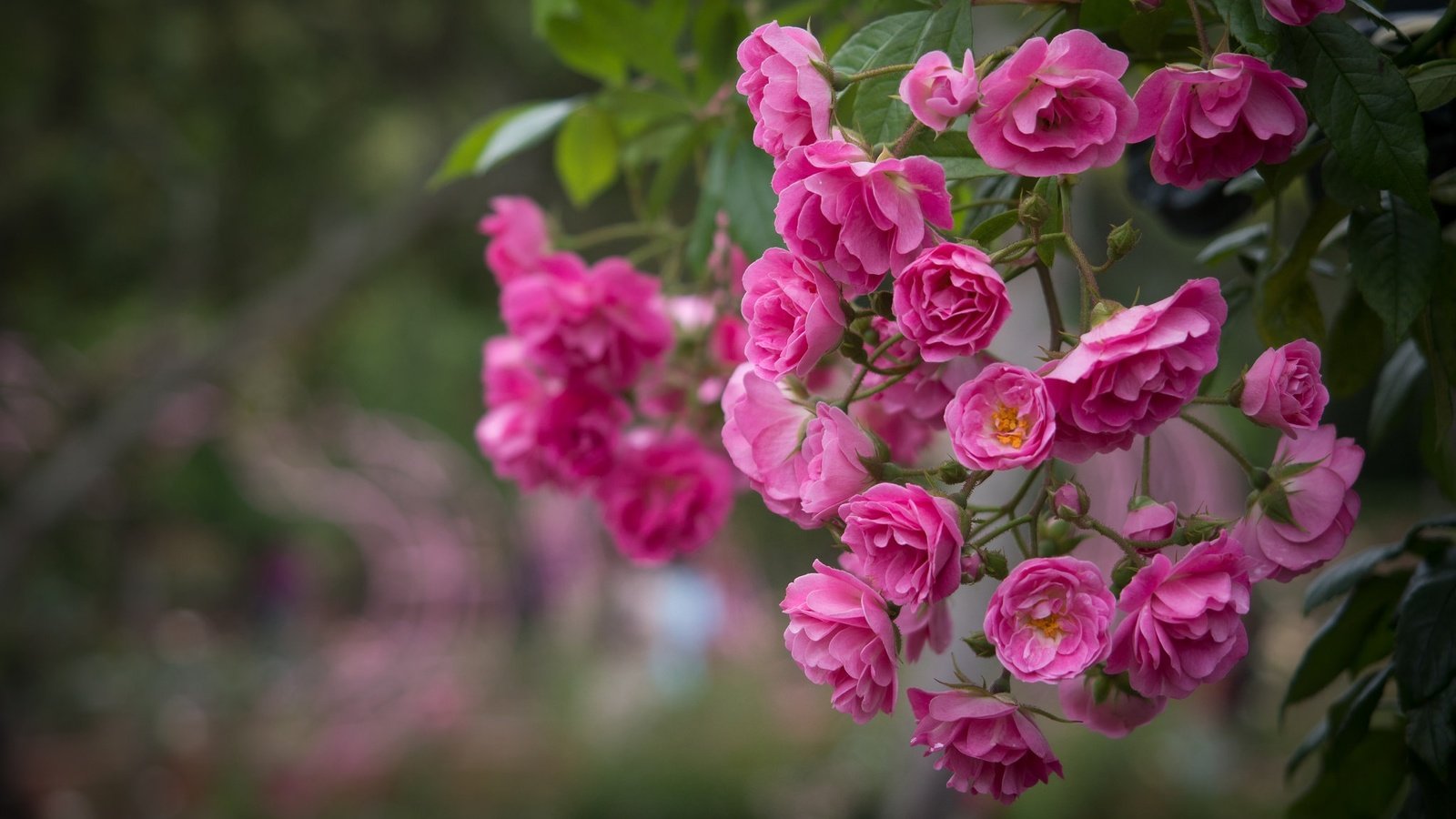 Обои цветы, розы, розовый, куст, flowers, roses, pink, bush разрешение 2048x1365 Загрузить