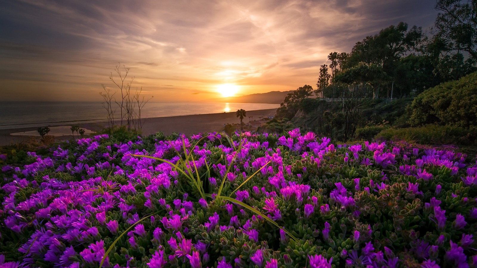 Обои небо, цветы, деревья, берег, закат, море, the sky, flowers, trees, shore, sunset, sea разрешение 1920x1170 Загрузить