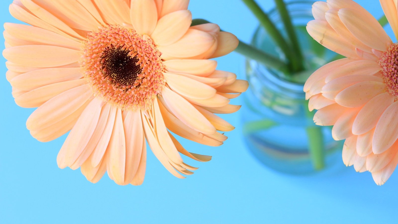 Обои цветы, лепестки, букет, гербера, flowers, petals, bouquet, gerbera разрешение 2048x1365 Загрузить