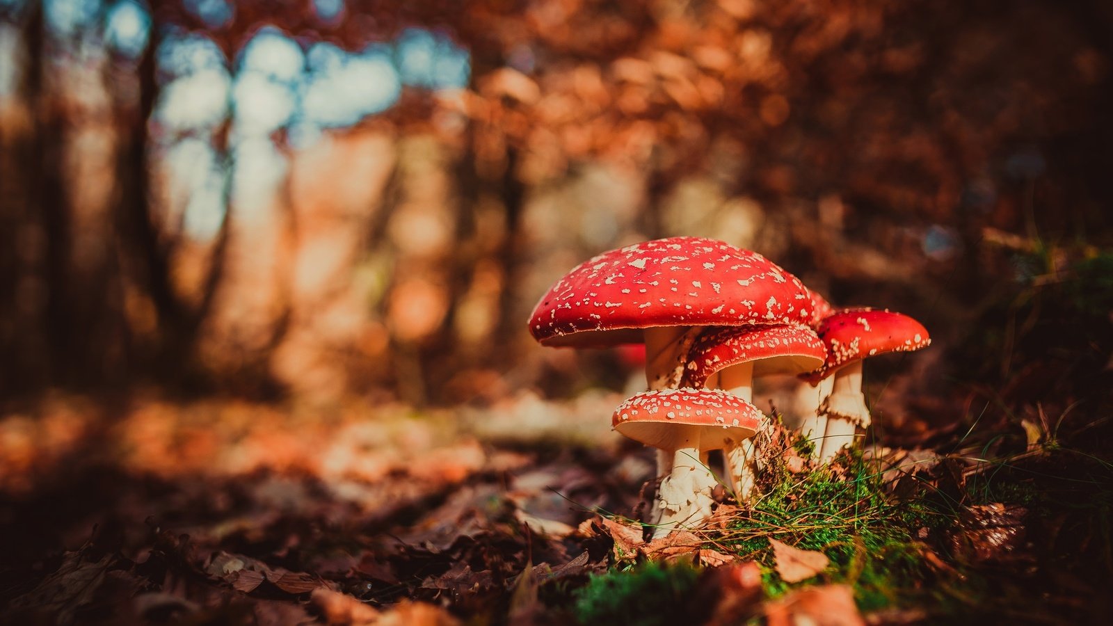 Обои макро, осень, грибы, боке, мухоморы, macro, autumn, mushrooms, bokeh, amanita разрешение 2048x1366 Загрузить