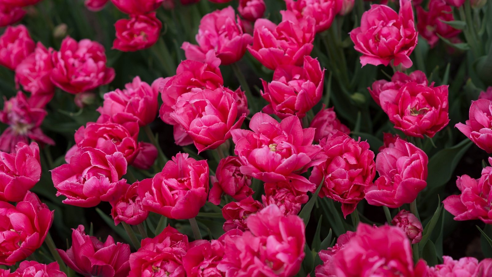 Обои цветы, бутоны, весна, тюльпаны, много, flowers, buds, spring, tulips, a lot разрешение 2048x1289 Загрузить