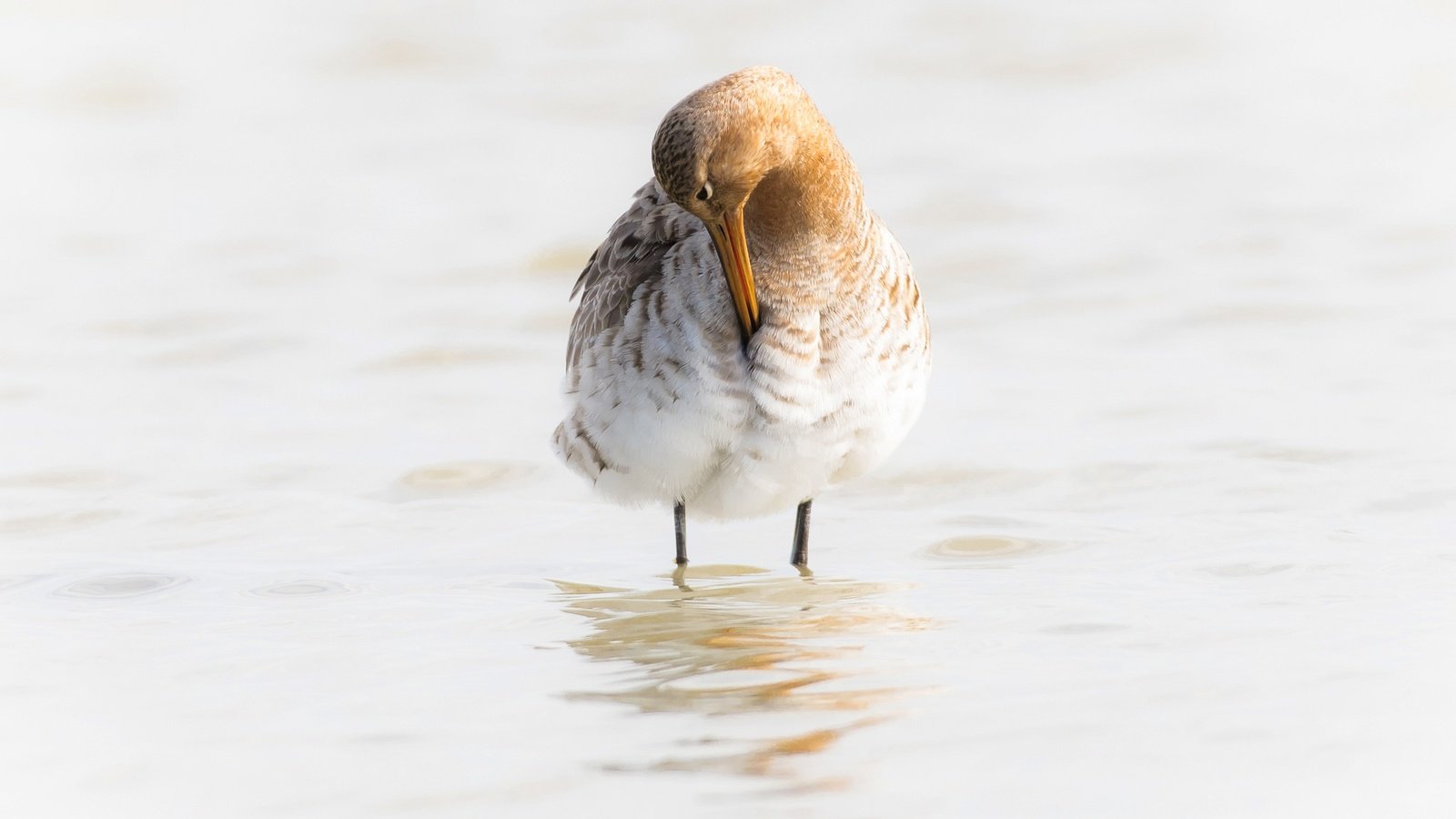 Обои вода, птица, клюв, большой веретенник, water, bird, beak, black-tailed godwit разрешение 2048x1266 Загрузить