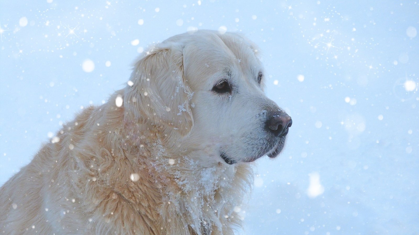 Обои мордочка, собака, золотистый ретривер, снегопад, muzzle, dog, golden retriever, snowfall разрешение 2880x1800 Загрузить