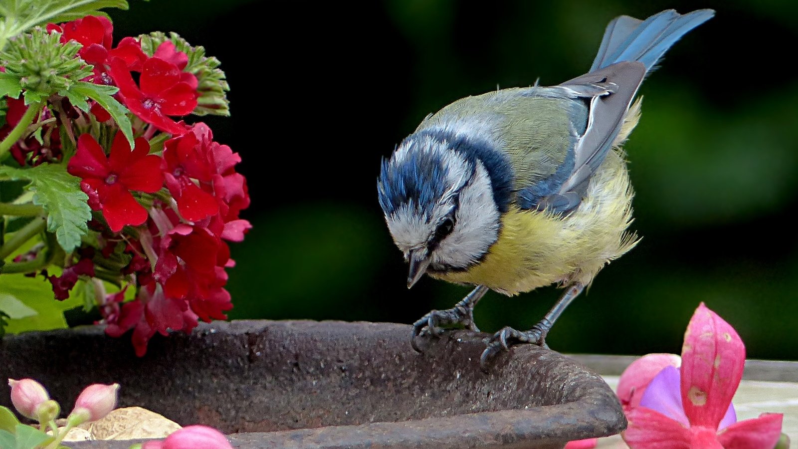 Обои цветы, птица, синица, лазоревка, flowers, bird, tit, blue tit разрешение 2427x1618 Загрузить