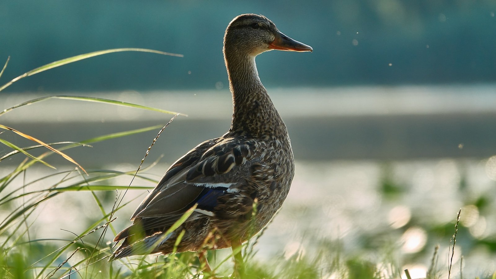 Обои трава, вода, птица, утка, grass, water, bird, duck разрешение 2736x1824 Загрузить