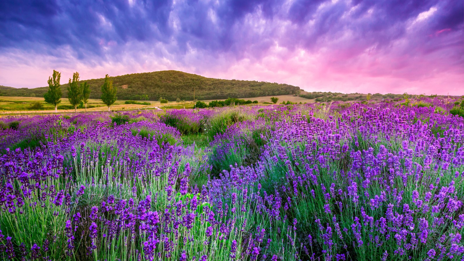 Обои небо, облака, природа, лаванда, холм,  цветы, the sky, clouds, nature, lavender, hill, flowers разрешение 4752x3168 Загрузить