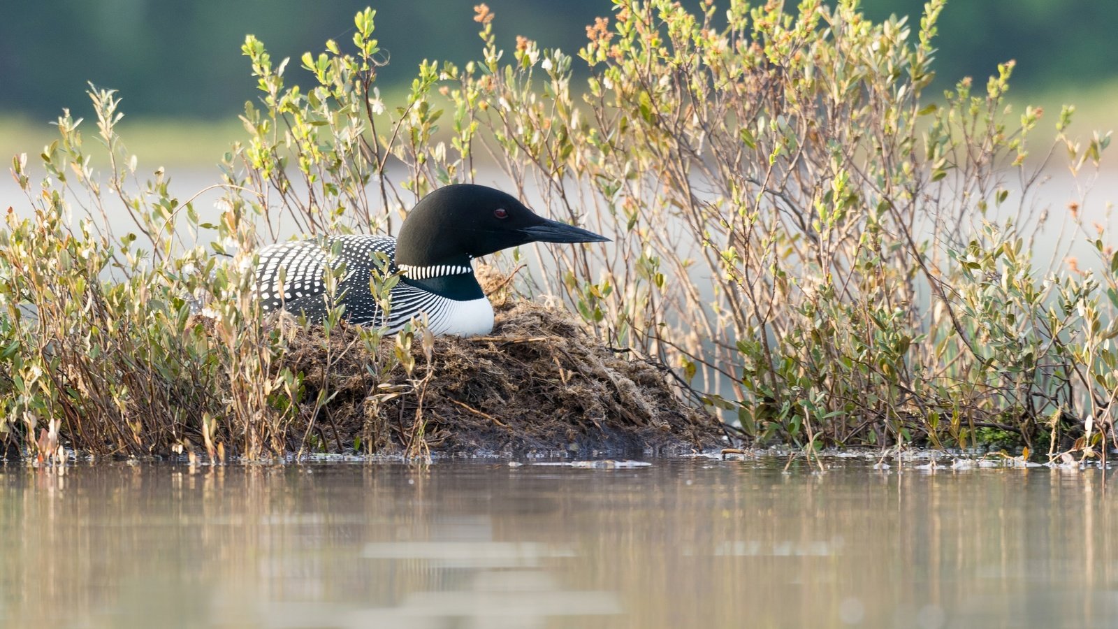 Обои трава, природа, водоем, птица, клюв, черноклювая гагара, гагара, grass, nature, pond, bird, beak, chernokova loon, loon разрешение 2048x1293 Загрузить