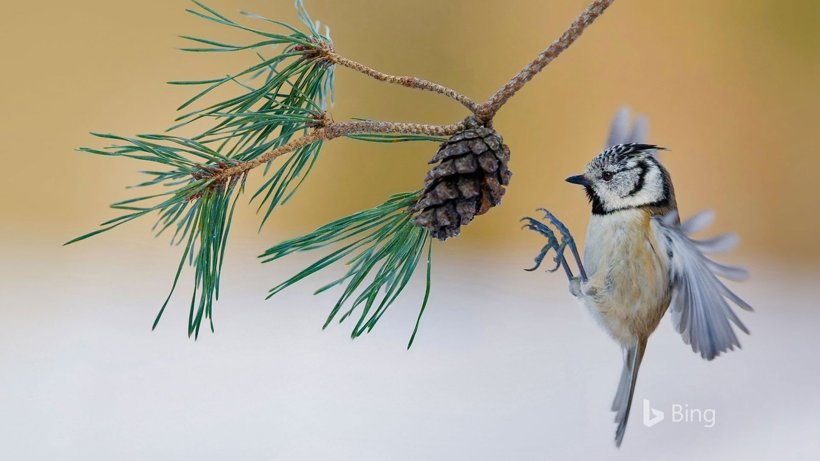 Обои ветка, птица, шишка, сосна, синица, хохлатая синица, branch, bird, bump, pine, tit, crested tit разрешение 1920x1200 Загрузить