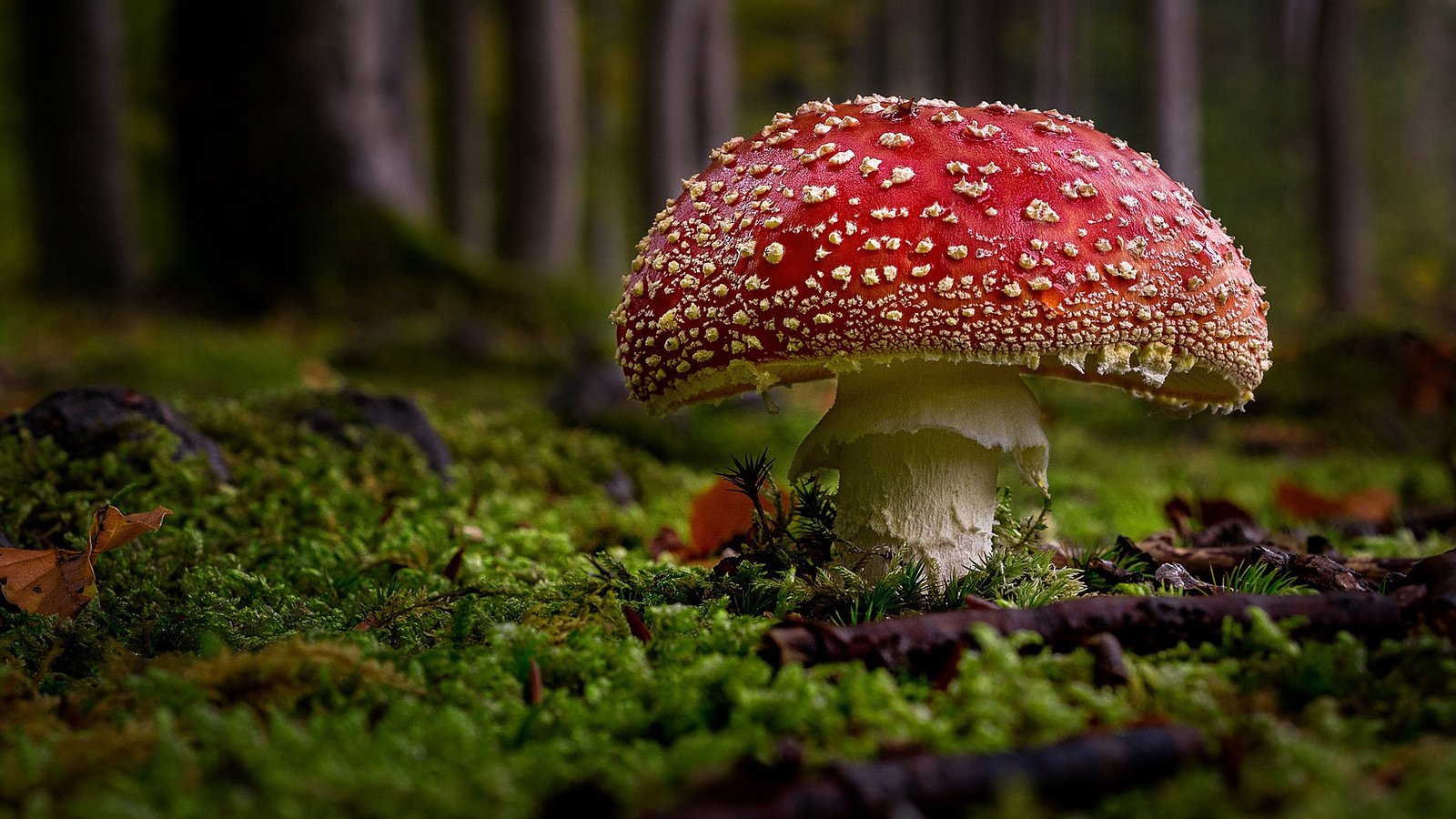 Обои трава, природа, гриб, мох, мухомор, grass, nature, mushroom, moss разрешение 2048x1152 Загрузить