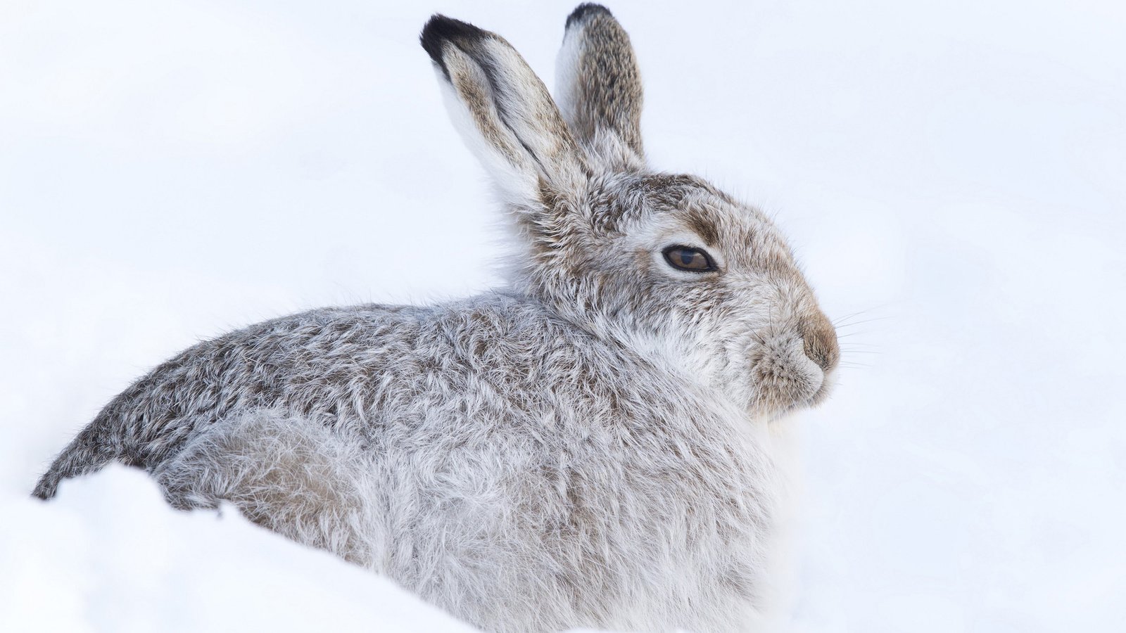 Обои снег, зима, кролик, холодно, заяц, прячется, грызун, snow, winter, rabbit, cold, hare, hiding, rodent разрешение 1920x1200 Загрузить