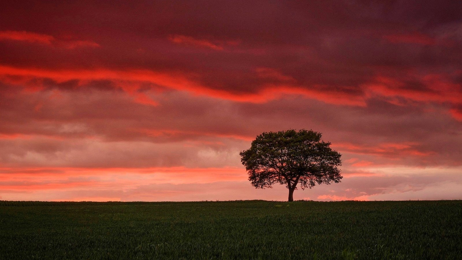 Обои небо, облака, дерево, закат, поле, горизонт, зарево, the sky, clouds, tree, sunset, field, horizon, glow разрешение 2048x1222 Загрузить