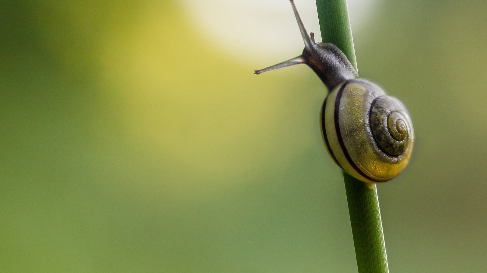 Обои фон, стебель, улитка, травa, background, stem, snail, grass разрешение 2048x1365 Загрузить