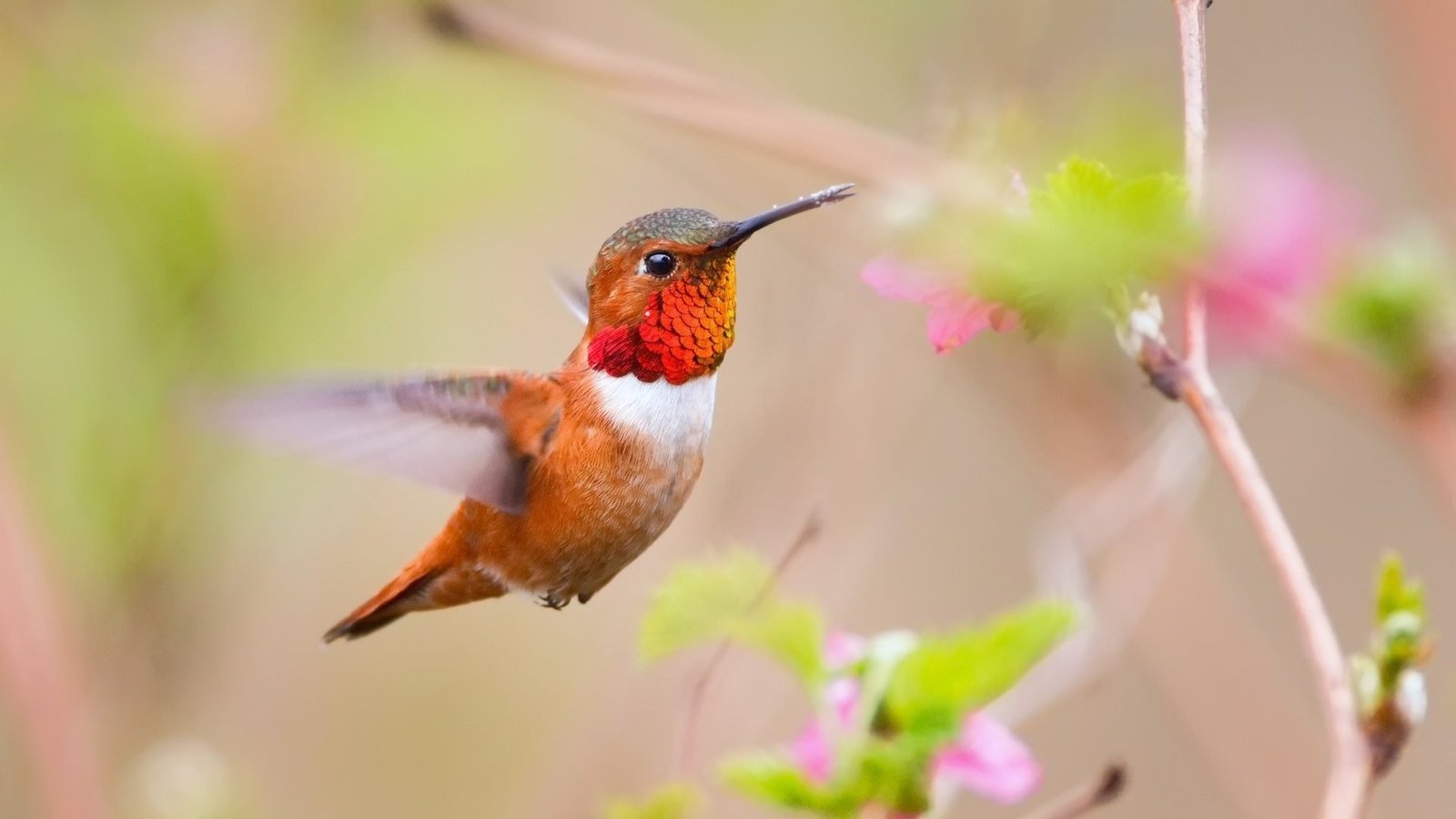 Обои цветы, птица, клюв, перья, колибри, размытие, flowers, bird, beak, feathers, hummingbird, blur разрешение 1920x1080 Загрузить