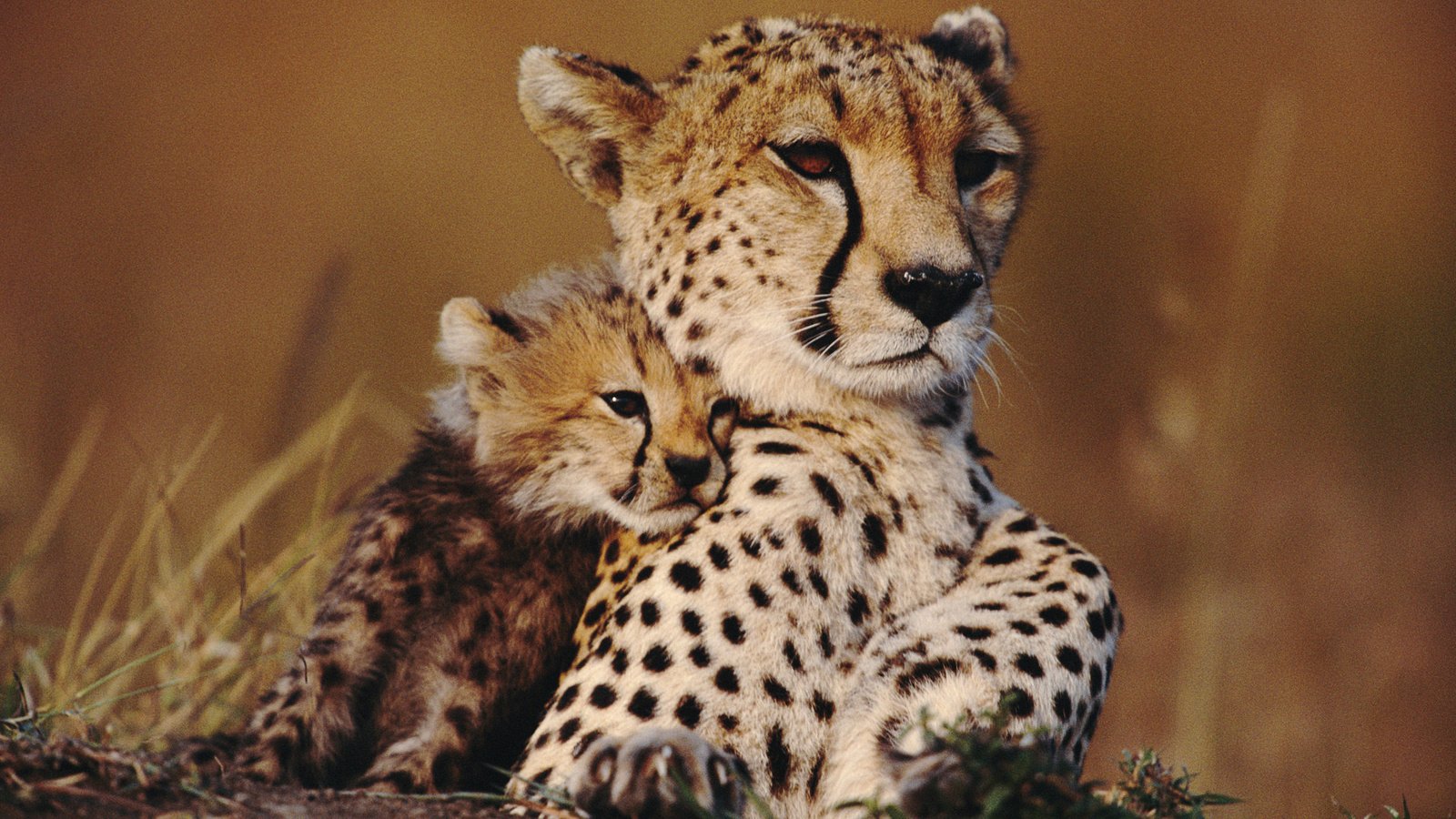 Обои животные, гепард, савана, детеныш, гепарды, animals, cheetah, savana, cub, cheetahs разрешение 1920x1200 Загрузить
