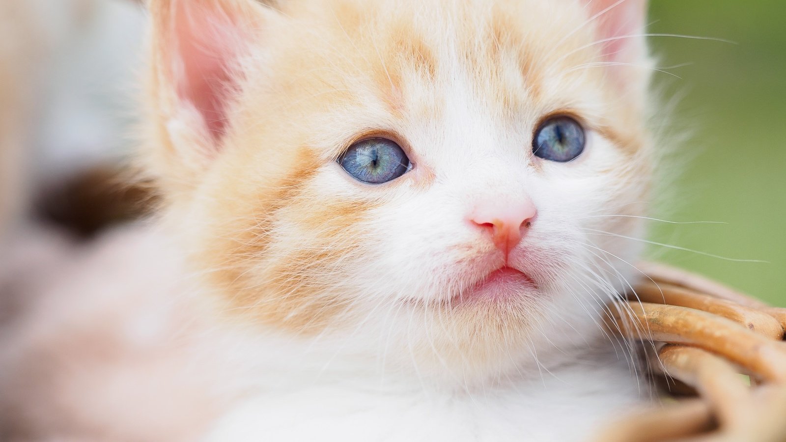 Обои портрет, кот, мордочка, усы, кошка, взгляд, котенок, малыш, голубые глаза, blue eyes, portrait, cat, muzzle, mustache, look, kitty, baby разрешение 2048x2048 Загрузить