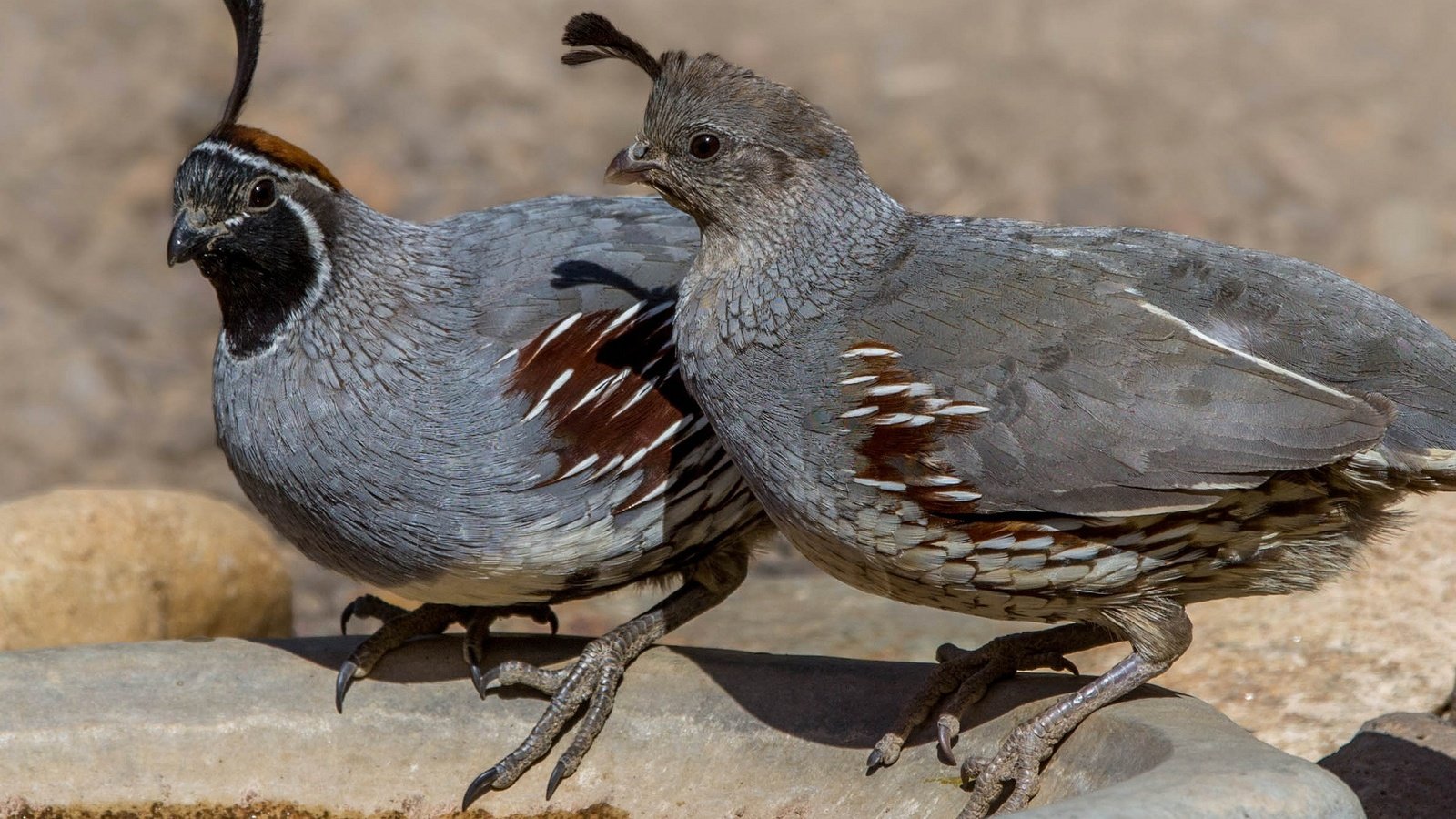 Обои птица, пара, перепел, шлемоносный хохлатый перепел, bird, pair, quail, common quail crested разрешение 2048x1366 Загрузить