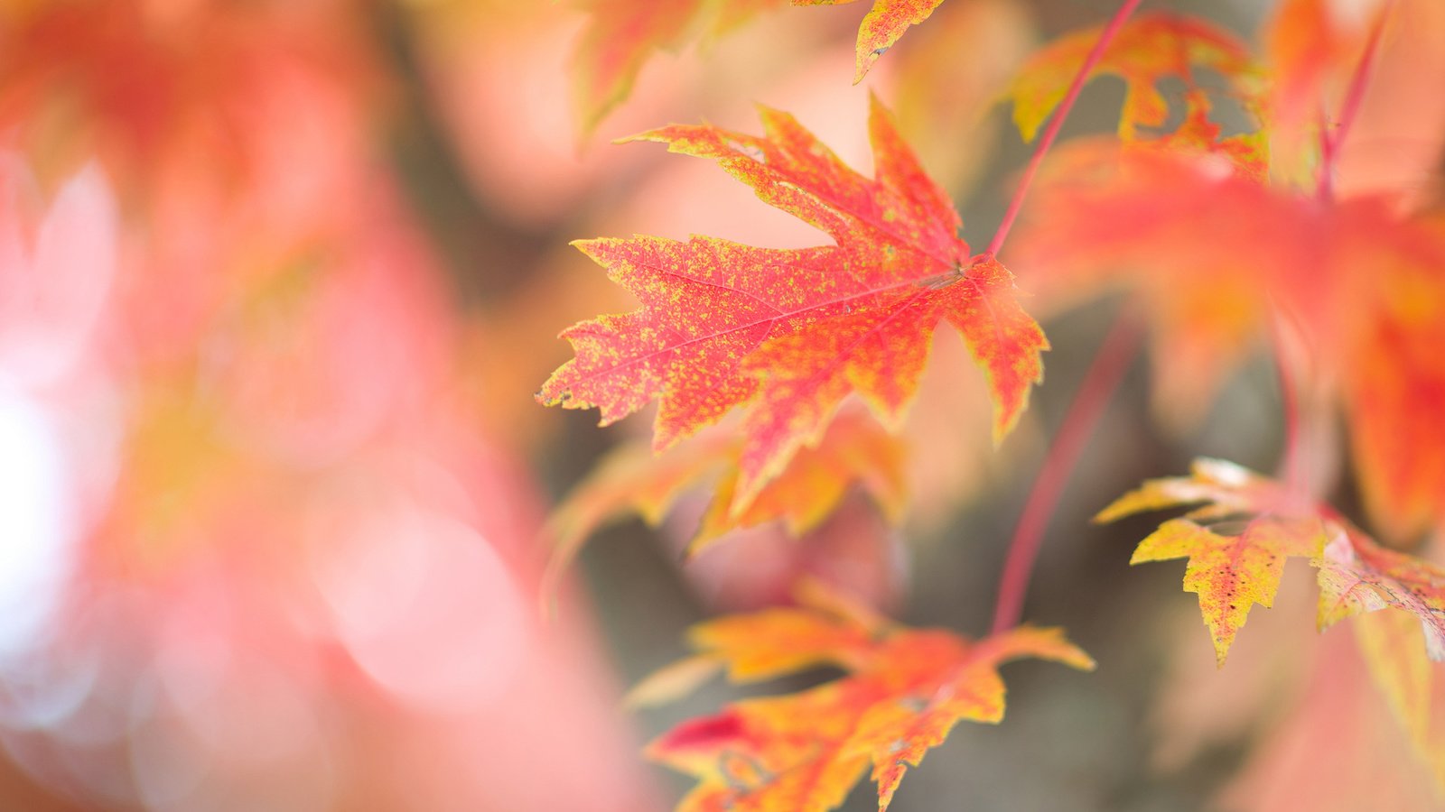 Обои ветка, дерево, листья, фон, осень, красные, кленовые, осенние, branch, tree, leaves, background, autumn, red, maple разрешение 2048x1448 Загрузить