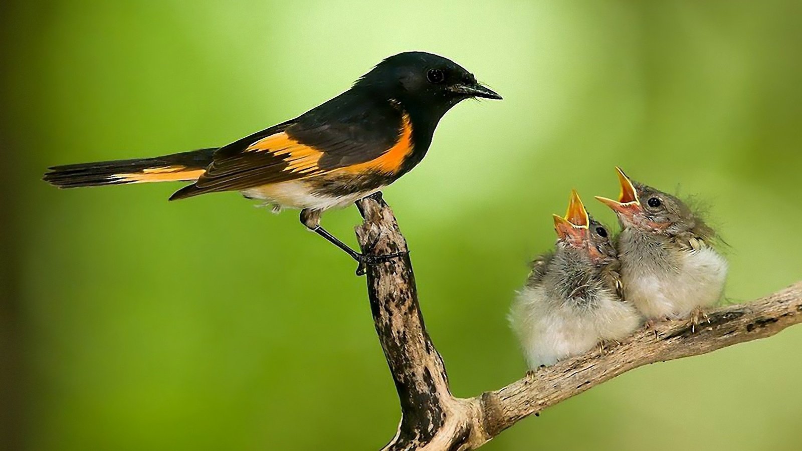 Обои ветка, природа, птицы, забота, птенцы, гнездо, горихвостка, branch, nature, birds, care, chicks, socket, redstart разрешение 1920x1200 Загрузить