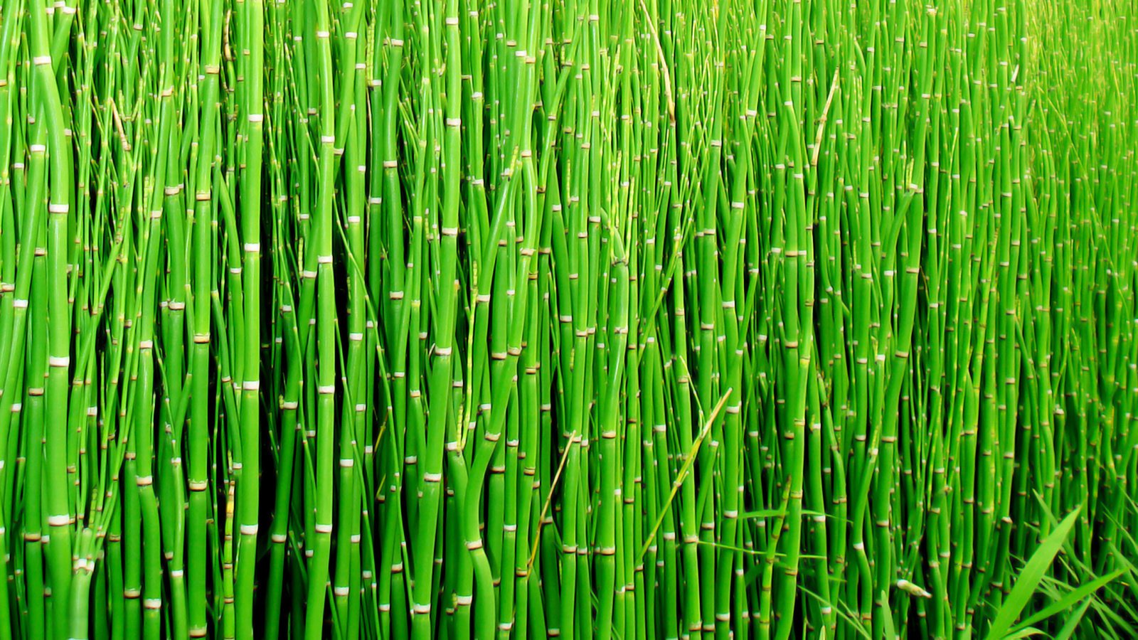 Обои макро, бамбук, стебли, macro, bamboo, stems разрешение 2560x1440 Загрузить