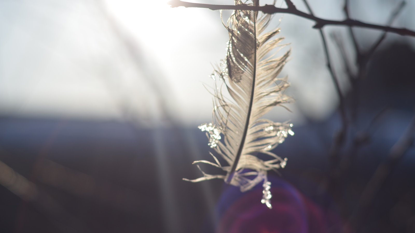 Обои природа, макро, ветки, перья, перо, nature, macro, branches, feathers, pen разрешение 3696x2448 Загрузить