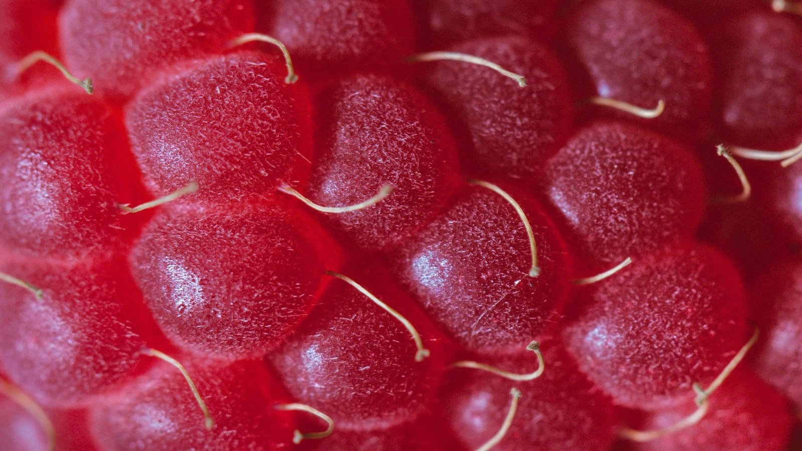 Обои малина, ягода, крупным планом, raspberry, berry, closeup разрешение 3749x2779 Загрузить