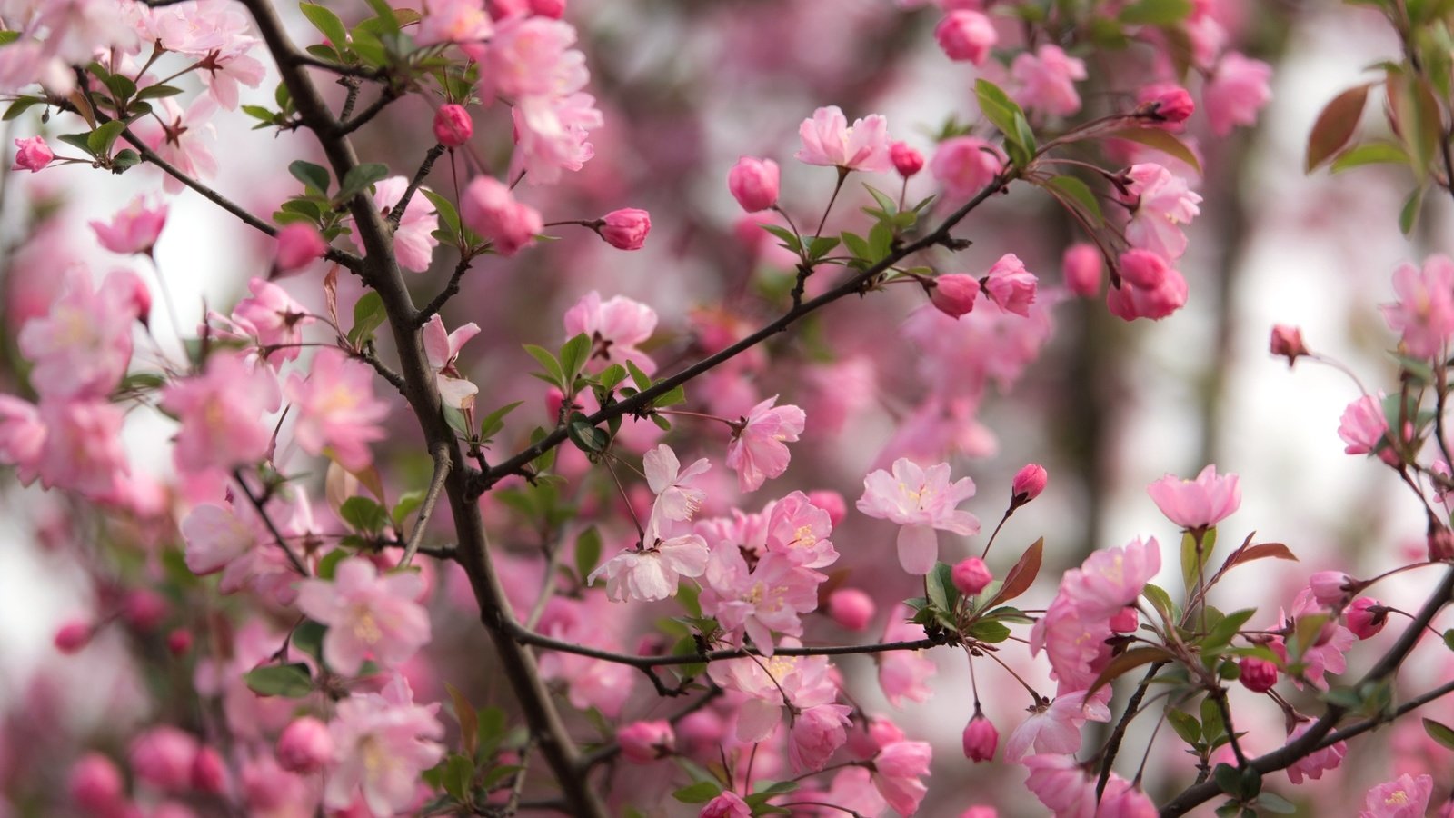 Обои дерево, цветение, ветки, весна, tree, flowering, branches, spring разрешение 2400x1574 Загрузить