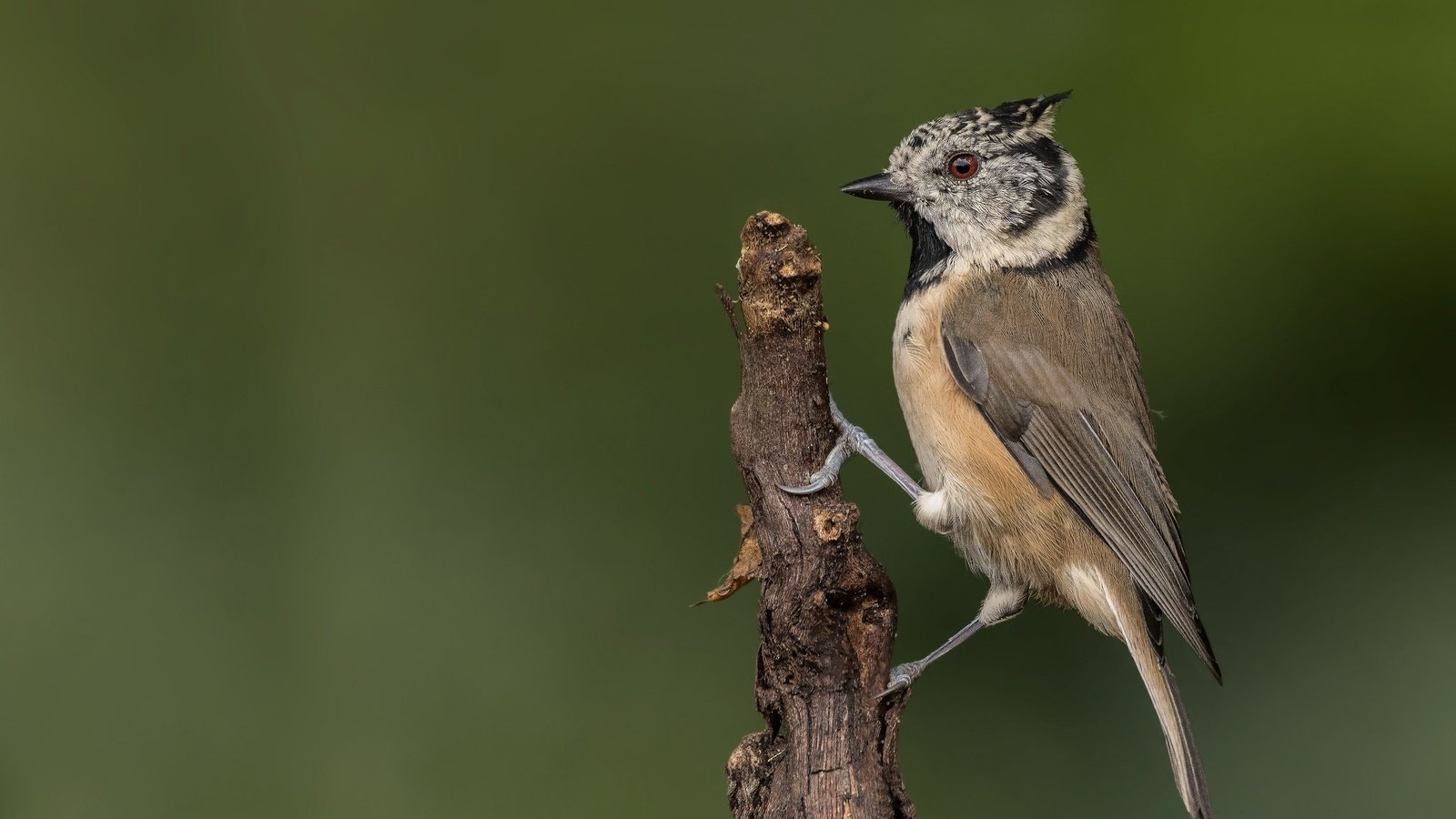 Обои ветка, птица, синица, гренадёрка, хохлатая синица, branch, bird, tit, grenaderka, crested tit разрешение 2048x1365 Загрузить