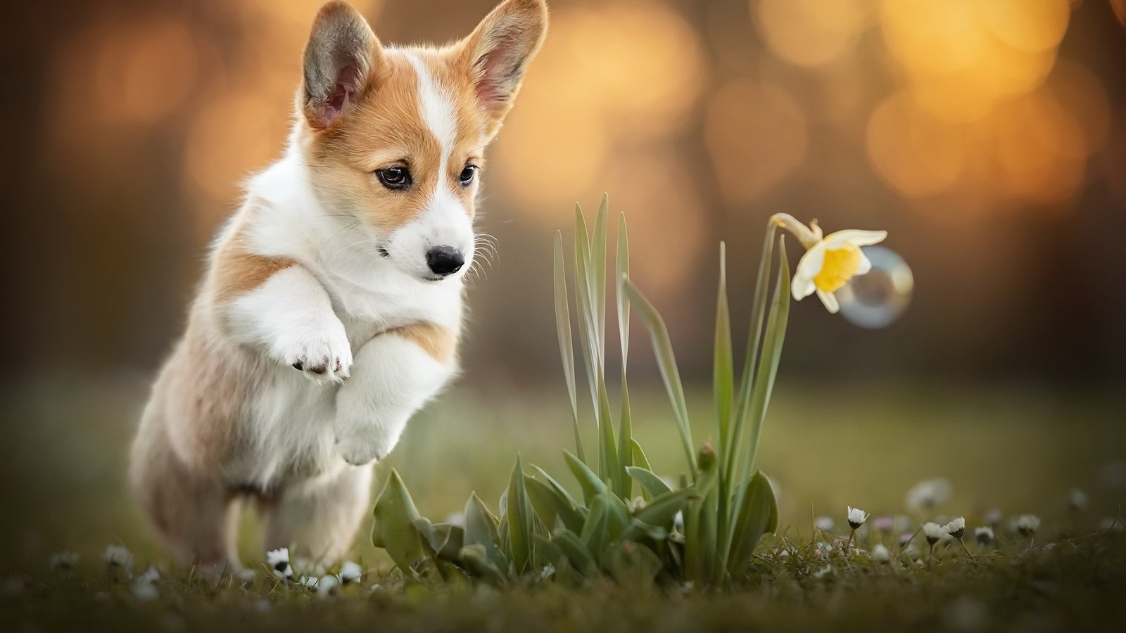 Обои цветок, собака, корги, flower, dog, corgi разрешение 2048x1365 Загрузить